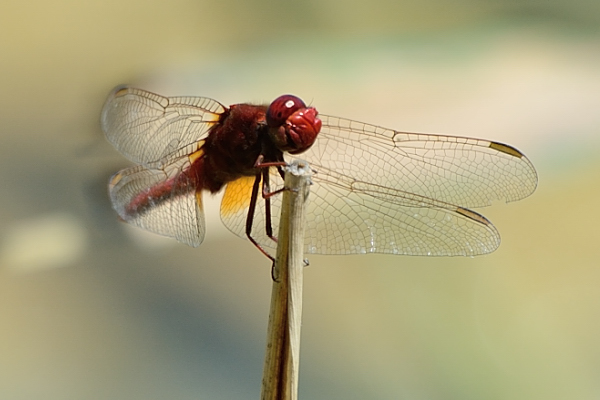 Help ID 04: Crocothemis erythraea